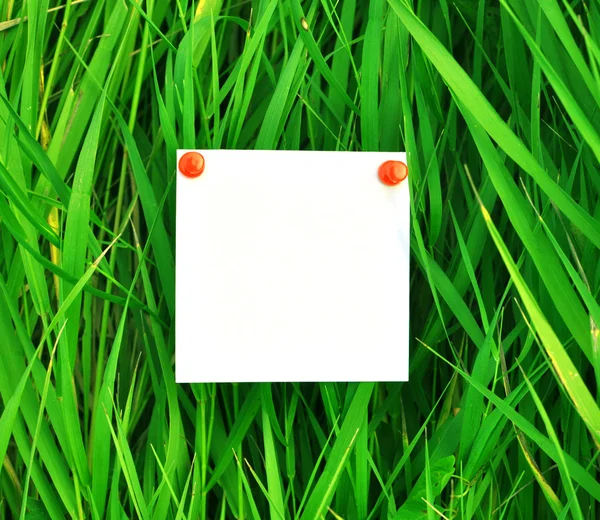 Papier auf grünem Gras befestigt — Stockfoto