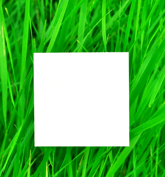Kağıt üzerinde yeşil çimen — Stok fotoğraf