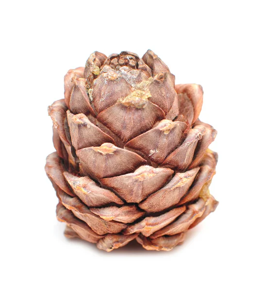 Great fir cone — Stock Photo, Image