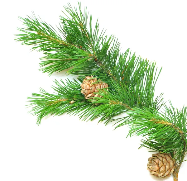 Cedro siberiano (pinheiro siberiano) ramo com cone maduro — Fotografia de Stock