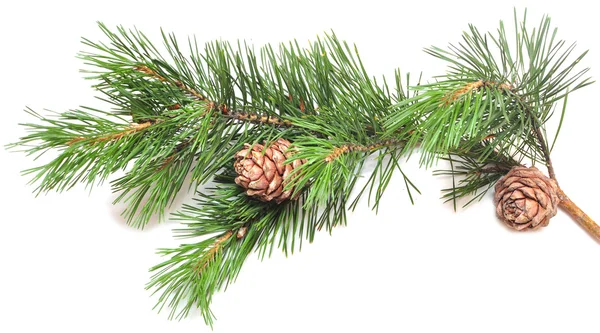 Cedro siberiano (pinheiro siberiano) ramo com cone maduro — Fotografia de Stock