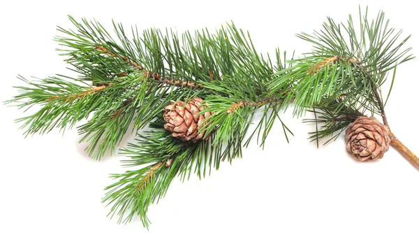 Siberian cedar(siberian pine) branch with ripe cone — Stock Photo, Image