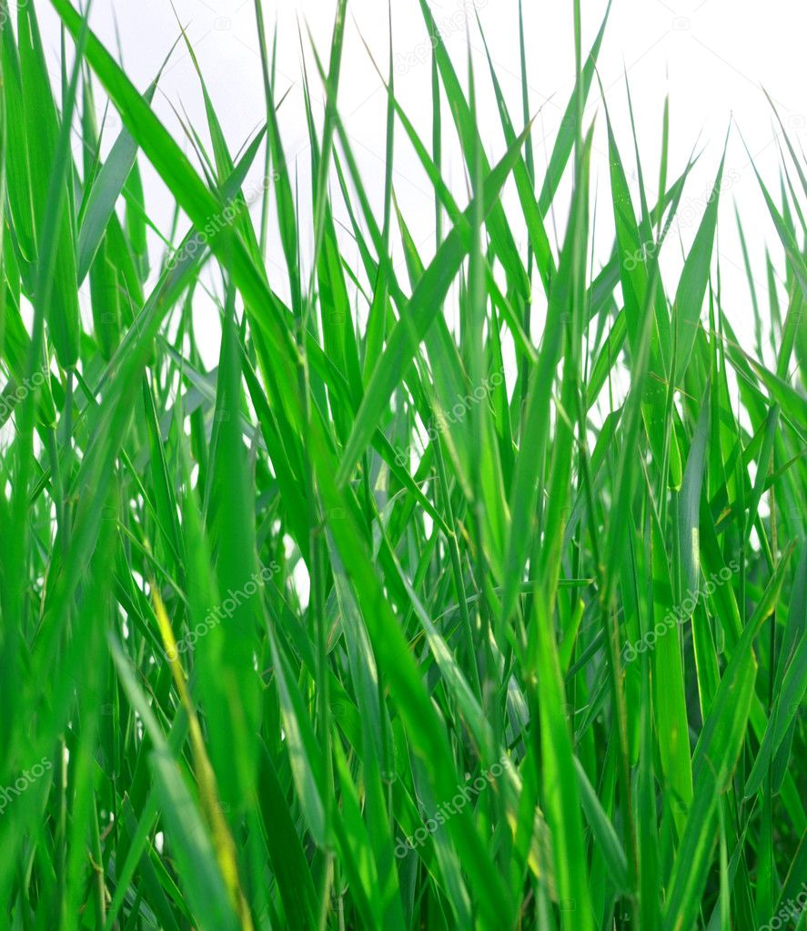 Green grass backgound