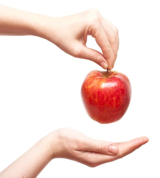 Rött äpple i händer — Stockfoto