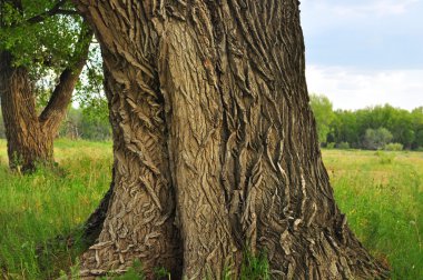 Trunk of an old tree clipart