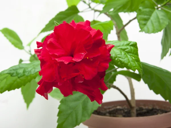 Декоративная красная роза — стоковое фото