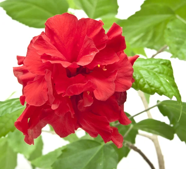 Rosa rossa decorativa — Foto Stock
