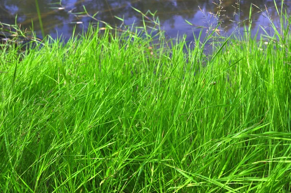 Grönt gräs mot floden — Stockfoto
