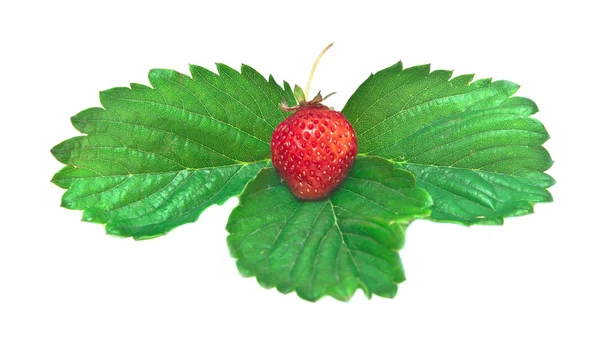 Juicy strawberry — Stock Photo, Image