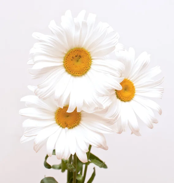 Buquet of white beautiful — стоковое фото