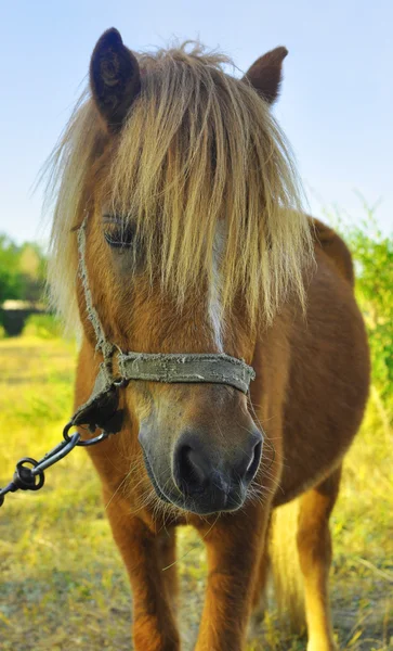 Pony — Stockfoto