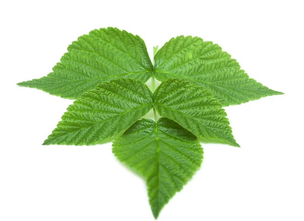 Strawberry leaf on white background — Stock Photo, Image