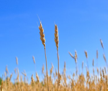 Sarı tahıl hasat için hazır.