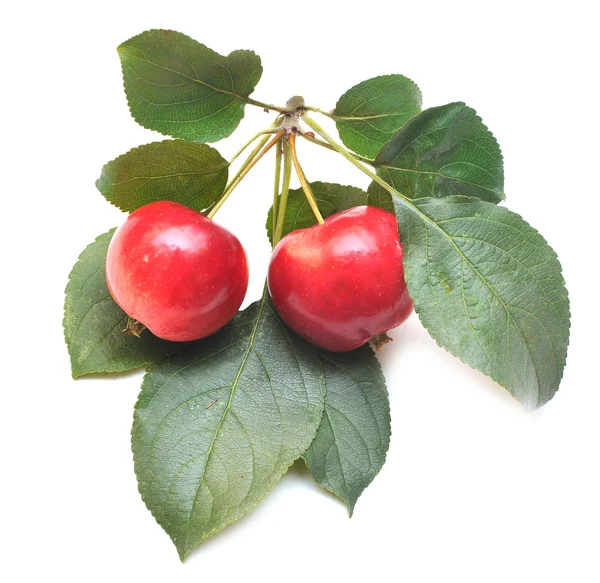 Ώριμα κόκκινο μήλο με πράσινο φύλλο — Φωτογραφία Αρχείου
