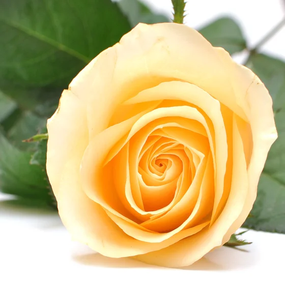Крупним планом жовта троянда — стокове фото
