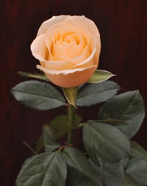 Gele roos op een donkere achtergrond — Stockfoto
