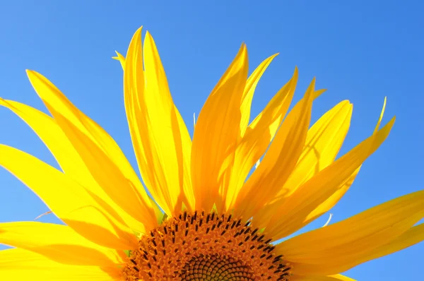 Bir parlak taze ayçiçeği — Stok fotoğraf