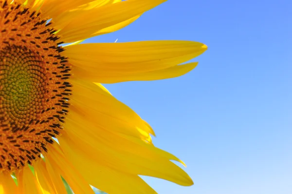 Halve segment van een bloeiende zonnebloem — Stockfoto