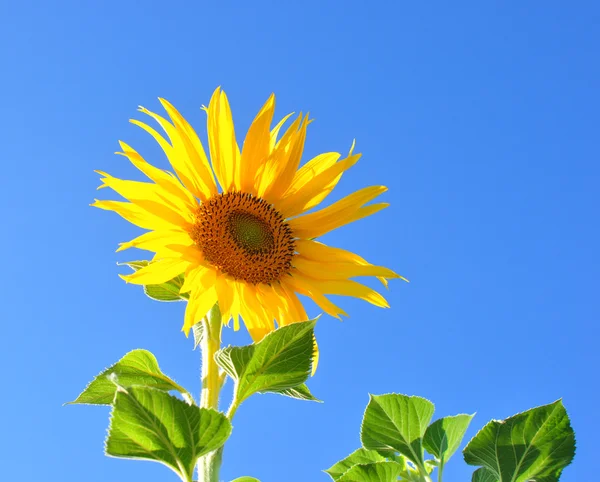 Jedno světlé barvy slunečnice — Stock fotografie