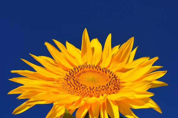 Bir parlak renkler ayçiçeği — Stok fotoğraf