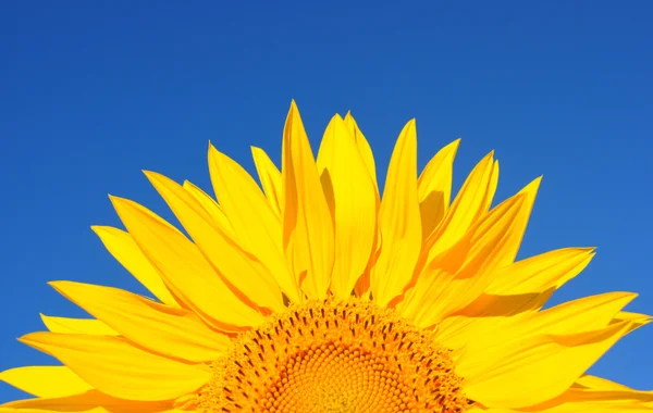 Sunflower closeup — Stock Photo, Image