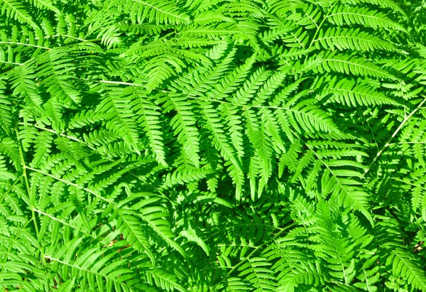 stock image Fern growing in a forest