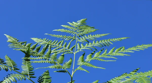 Single fresh green fern leaf — Stock Photo, Image