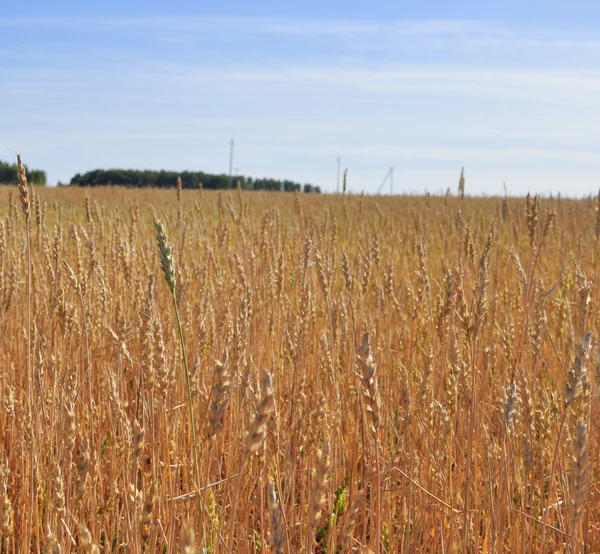 Пейзаж з пшеничним полем — стокове фото