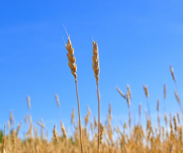 수확 할 때가 된 노란 곡식 — 스톡 사진