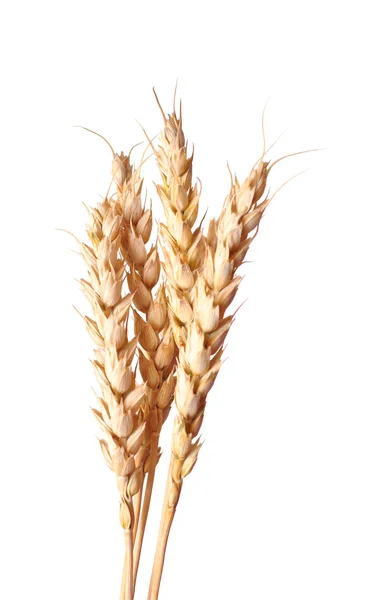Golden wheat ear — Stock Photo, Image