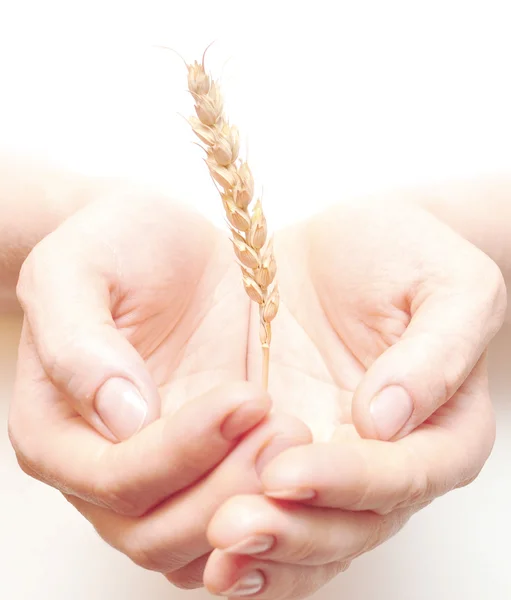 Ear wheat in hand female — Stock Photo, Image