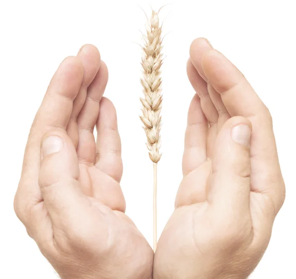 Ear wheat in hand male — Stock Photo, Image
