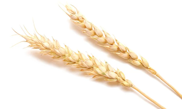 Ear wheat — Stock Photo, Image