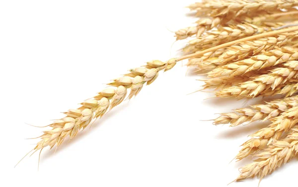 Ушная пшеница — стоковое фото