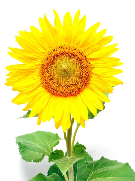 stock image Sunflower against white background