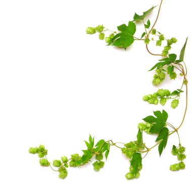 Hops plant twined vine clipart