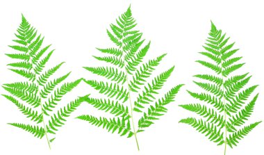 Genç yeşil fern yaprak