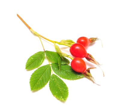 Rose-hips branch clipart