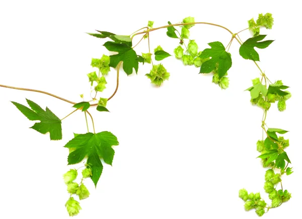 Hops plant twined vine — Stock Photo, Image