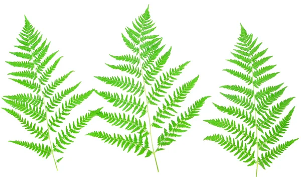 Junges grünes Farnblatt — Stockfoto