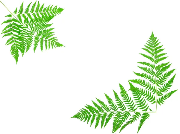 Young green fern leaf — Stock Photo, Image