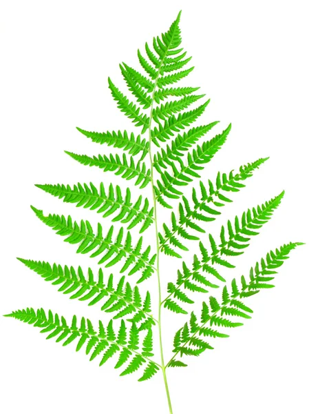 Young green fern leaf — Stock Photo, Image