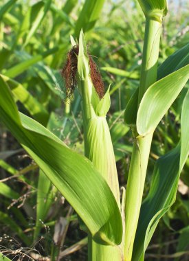 mısır mısır koçanı