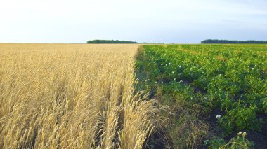 Potato and wheat fields clipart