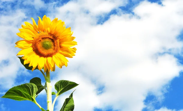 Güneşli bir günde sarı ayçiçeği — Stok fotoğraf