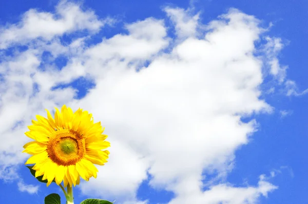Gelbe Sonnenblume an sonnigen Tagen — Stockfoto