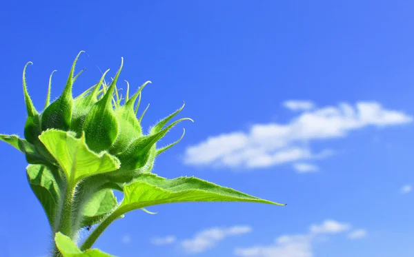 Πράσινο Ηλίανθος στην ηλιόλουστη ημέρα — Φωτογραφία Αρχείου
