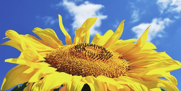 Yellow sunflower in sunny day — Stock Photo, Image