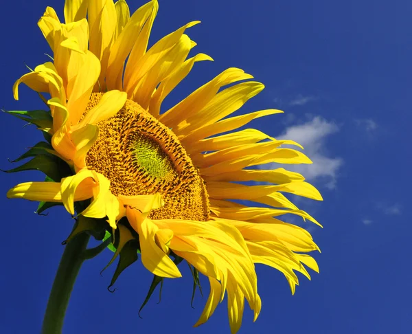 Gele zonnebloem op zonnige dag — Stockfoto
