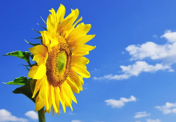 Girasole giallo nella giornata di sole — Foto Stock